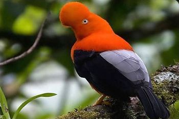 Gallito de las rocas, Felsenhahn