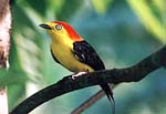 Vögel im Nationalreservat Pacaya-Samiria