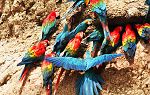 Papageienlecke im Tambopata-Research-Center