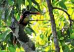 Vögel in der Reserva Amazónica